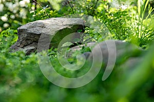 Large stone lying on the green grass, close-up, shallow depth of field, selective focus. Nature concept in kind