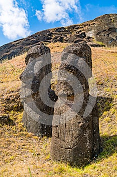 The large stone statue Moai at Rano Raraku on Easter Island or Rapa Nui