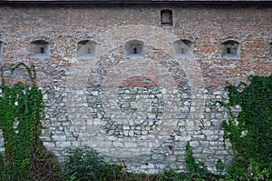 Large stone wall of an ancient castle, overgrown with massive ivy branches in Lviv, Ukrain