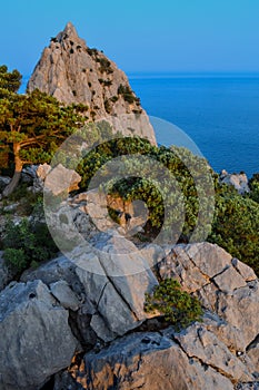 large stones, green trees and bushes, sharp rocks, cliff against the backdrop of blue sea in the light of setting sun. Simeiz