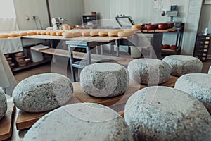 A large storehouse of manufactured cheese standing on the shelves ready to be transported to markets