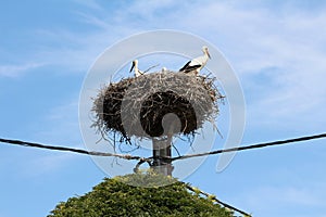 Large storks nest with three storks overlooking surroundings on top of concrete utility pole