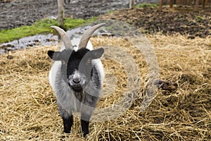 Large stout male black and white pygmy goat standing in straw
