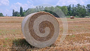 Large straw roll on stubble field in summer.