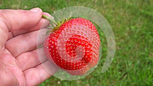 A large strawberries in a female hand on a blurred background of  grass
