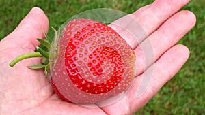 Large strawberries on a female palm on a blurred background of  grass