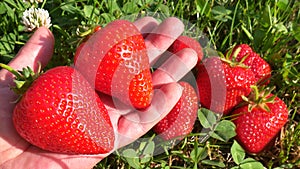 The large strawberries on a female palm on a blurred background of a group of other strawberries and grass