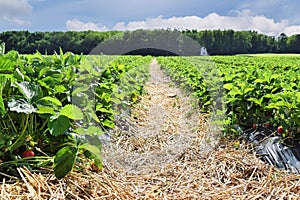 Large strawberry plantation in May