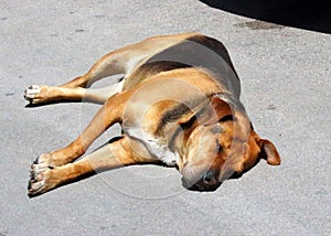 Large stray brown and black dog sleeping on the street