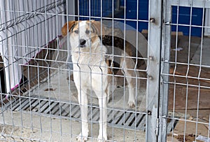 Large stray dog in a cage in the shelter, and the theme of the charity