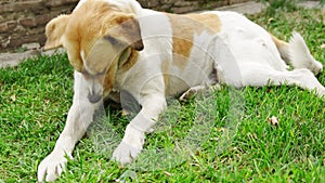 a large stray dog itches and searches for fleas on the lawn.
