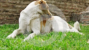 a large stray dog itches and searches for fleas on the lawn.