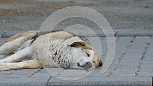 A large stray street dog sleeps on the street and twitches its muzzle, nose and paws in dream close up view