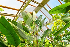 Large Strelitzia nicolai, inside a tropical greenhouse villa