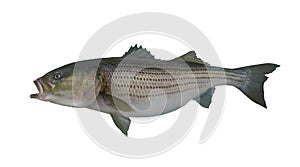 Large striped bass striper fish isolated on white background photo