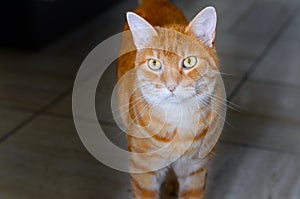 Large striped ginger cat with golden eyes