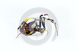 Large striped spider zebra crawling on white background. Close up