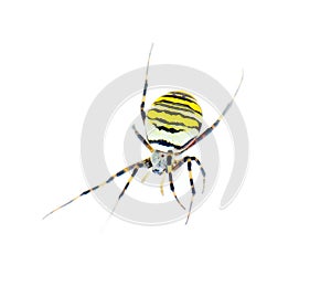 Large striped spider zebra crawling on white background. Close up