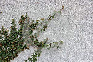 Large stucco wall with lush ivy trailing across the face of it