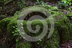 A large stump covered with thick green moss in the forest. Fabulous view. Close-up