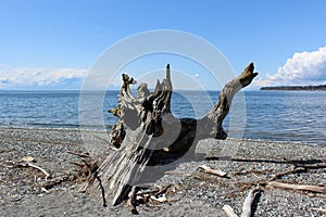 A large stump of driftwood at a Pacific Northwest beach