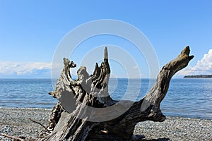 A large stump of driftwood at a Pacific Northwest beach