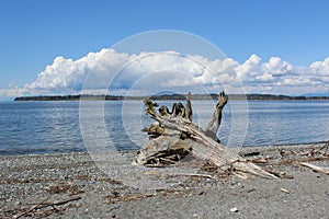 A large stump of driftwood at a Pacific Northwest beach