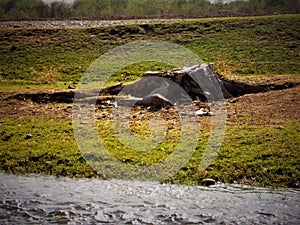 A large stump of an old tree on the river bank