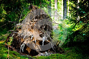 large stump tree roots twisted by the wind