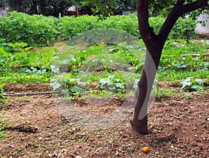 Large Suburban Vegetable Garden