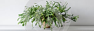 Large succulent house plant on white shelf against white wall. Indoor potted plant banner with copy space.