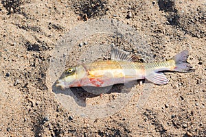 Large sucker fish caught by osprey in Okanagan Lake and dropped onto sandy beach