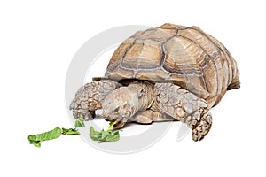 Large Sulcata Tortoise Eating Lettuce