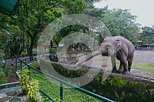 Large sumatran elephant in the zoo