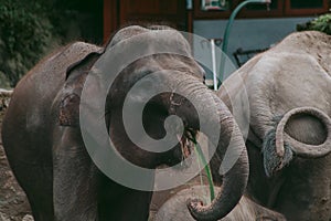 Large sumatran elephant in the zoo