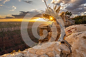 Large Sun Bursts Through Gnarly Tree Along Bright Angel Point