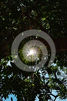 Large Sun flare shining between the tree branches and leaves - Portrait orientation