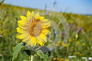 large sunflower on the background of a blooming field