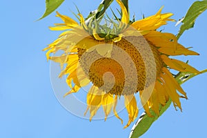 Large sunflower in bloom