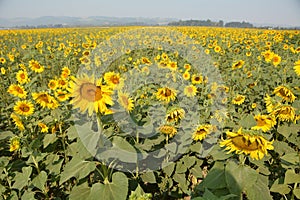 Large Sunflower Field West of Salem, Oregon