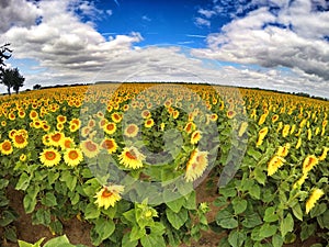 Large sunflower field, wide angle shoot