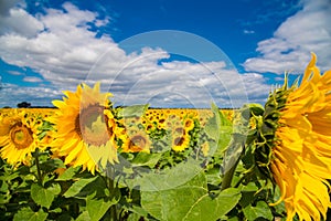 Large sunflower field, wide angle shoot
