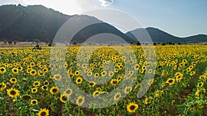 Large sunflower fields, aquaculture and agricultural area