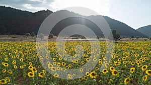 Large sunflower fields, aquaculture and agricultural area
