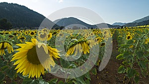 Large sunflower fields, aquaculture and agricultural area