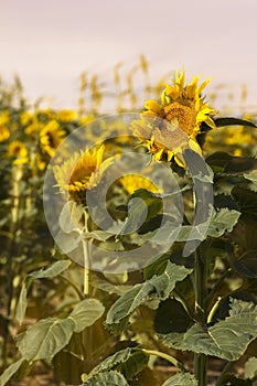 Large Sunflowers In A Field