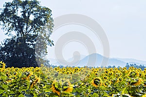 Large sunflowers fields in nature with mountain background