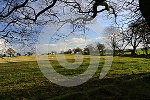 Large, sunlit meadow with grazing sheep