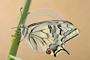 large swallowtail (Papilio machaon) butterfly