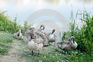 Large swan chicks on the shore of the pond clean their feathers